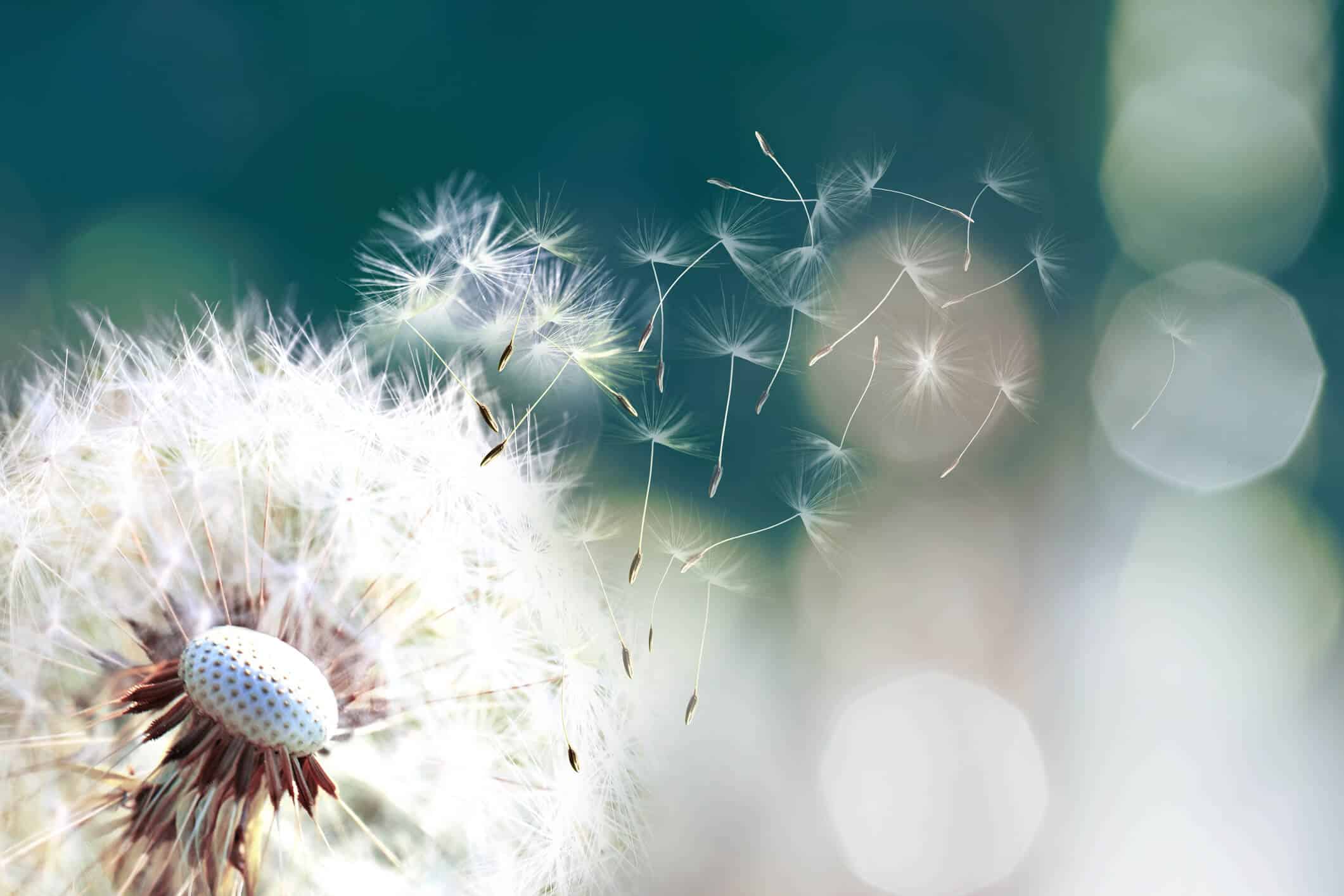 conjonctivite allergique saisonnière