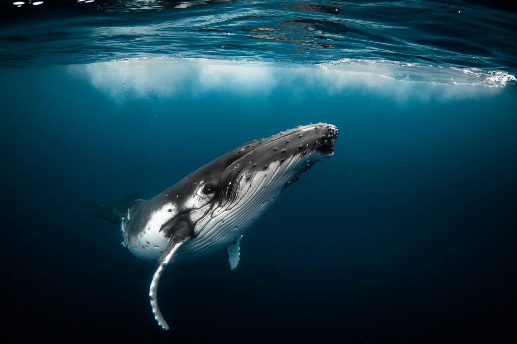 Thalassophobie animaux