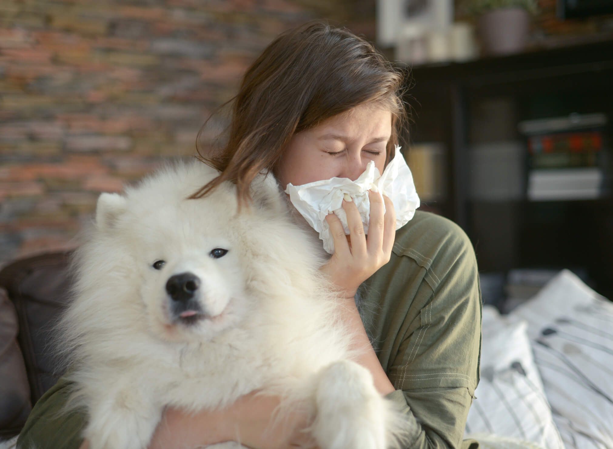 allergie au chien