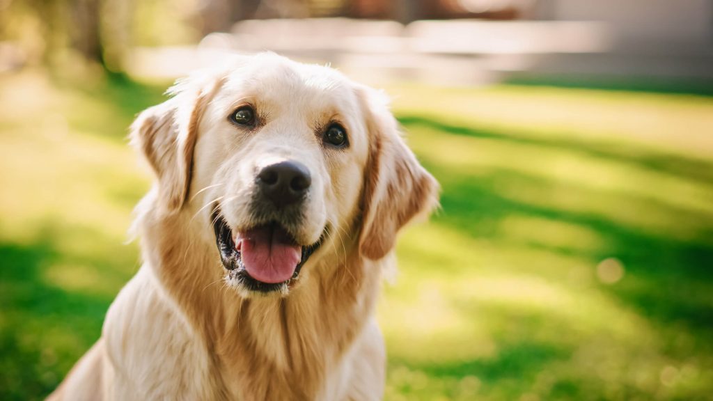 allergie au chien cause