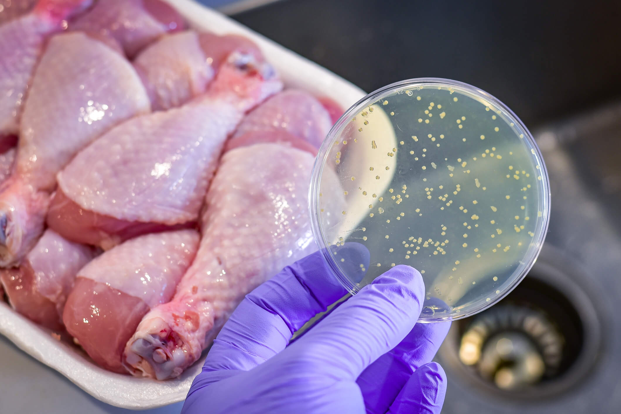 Quelles sont principales bactéries alimentaires ?