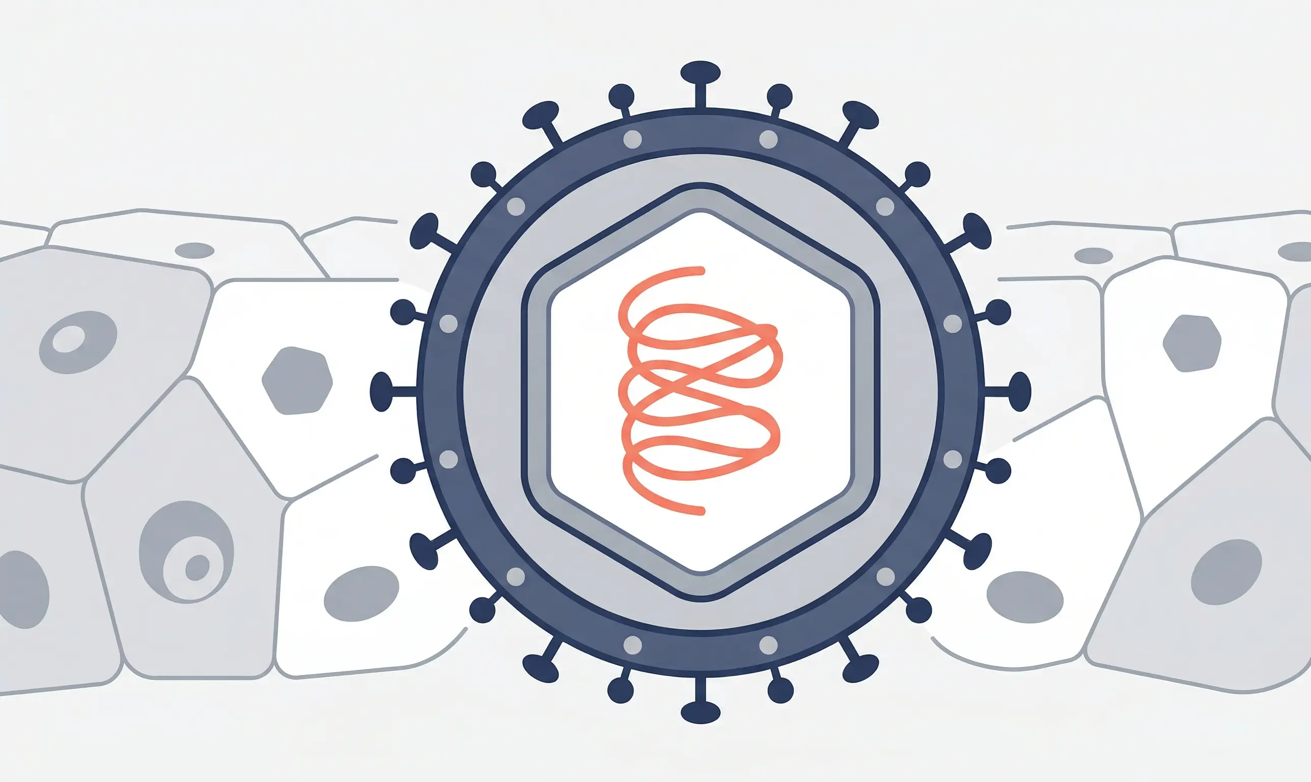 Représentation schématique du virus HPV